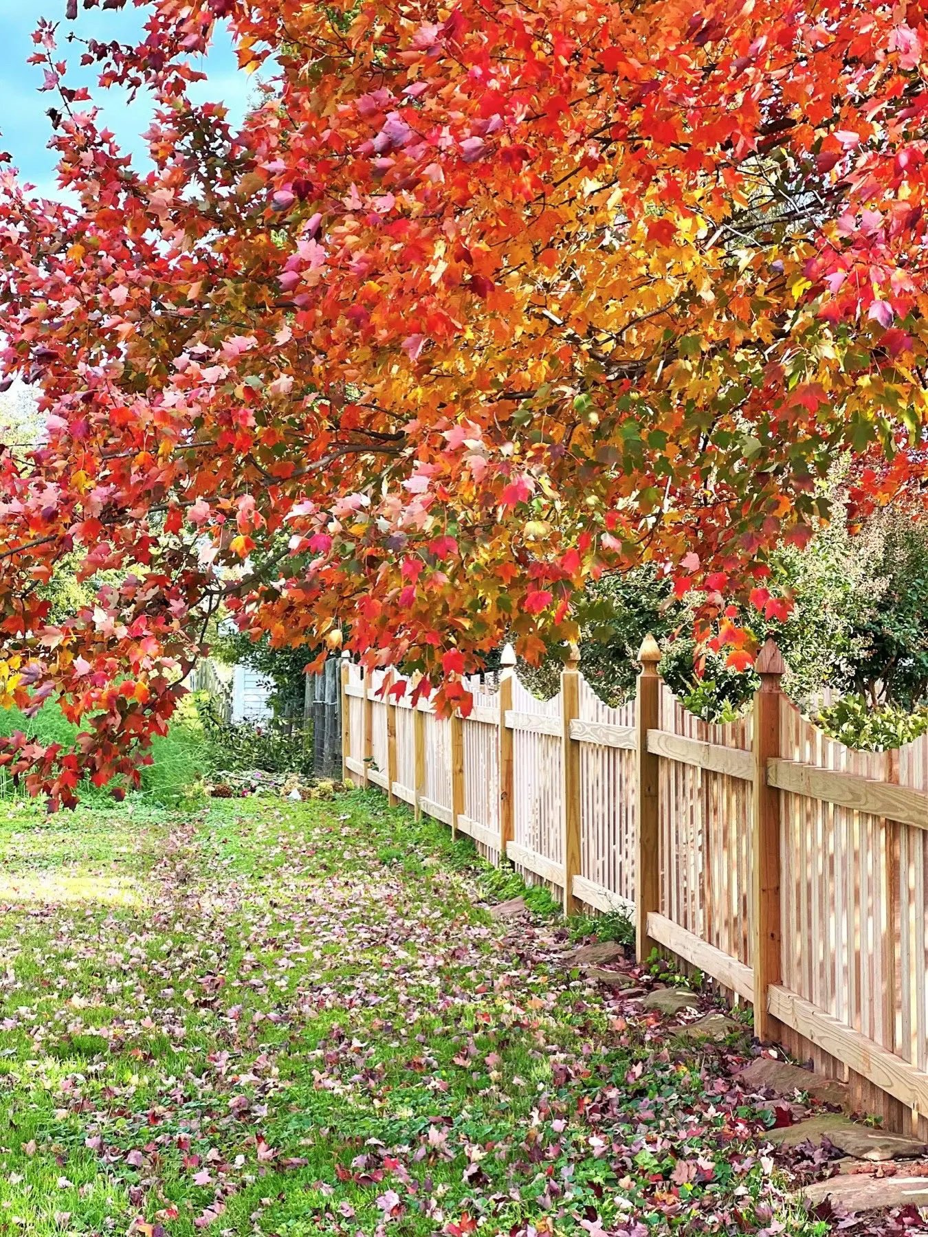Wood fence beneath a tree with red and orange autumn leaves
