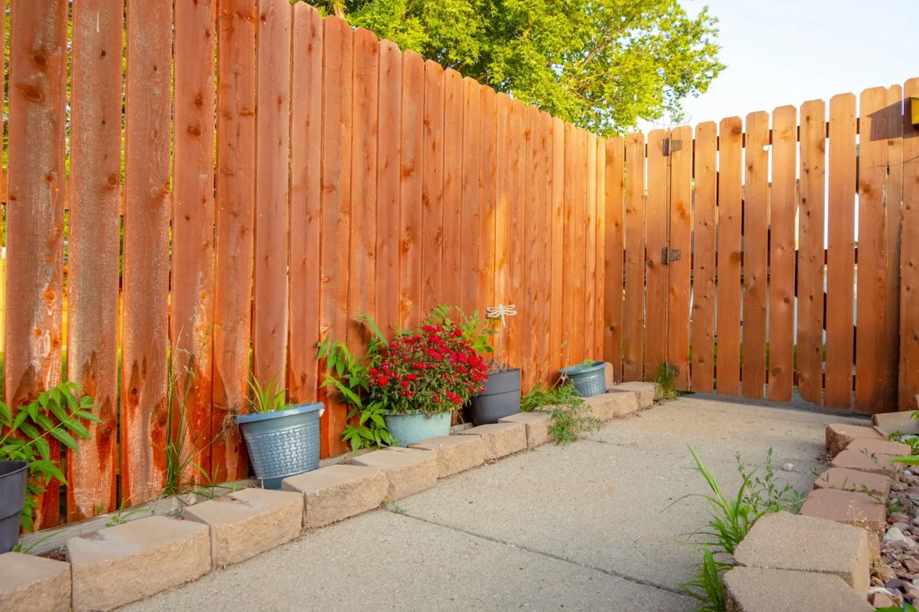 Cedar privacy fence corner with potted flowers along a patio
