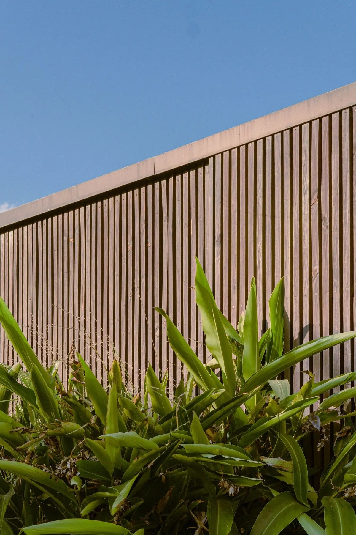 Tall vertical slat wood fence with green plants in front