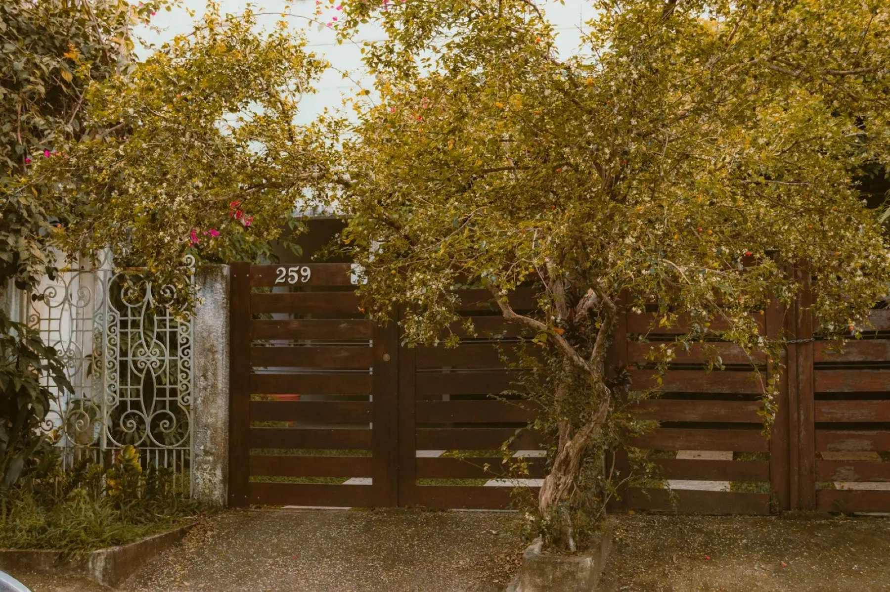 Horizontal board wood gate partly hidden behind a tree