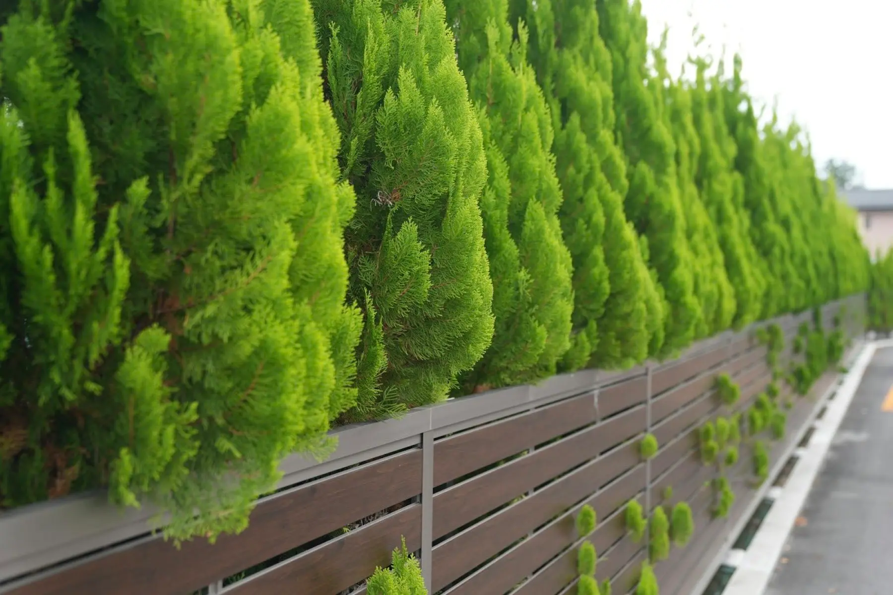 Modern horizontal fence running behind a row of cypress trees